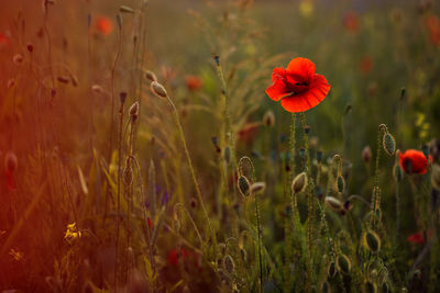 Close-up of yellow flowering plants on field