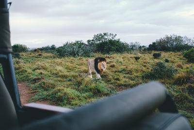 Lion walking on field seen from jeep