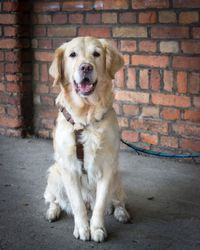 Portrait of dog sitting on brick wall