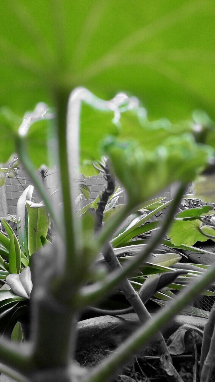 growth, plant, leaf, green color, nature, close-up, focus on foreground, beauty in nature, freshness, flower, selective focus, stem, growing, fragility, field, day, outdoors, white color, no people, tranquility