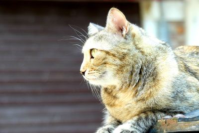 Close-up of a cat looking away