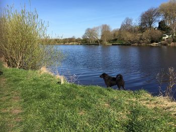 Dog by lake against sky