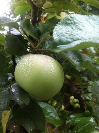 Close-up of fruits on tree