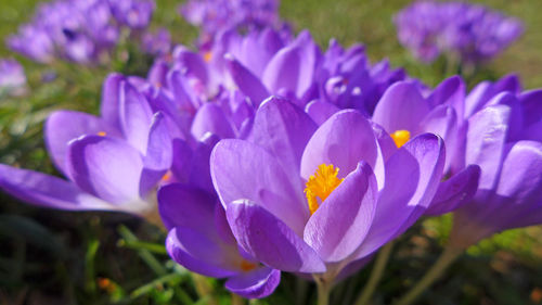 Close-up of purple flowers