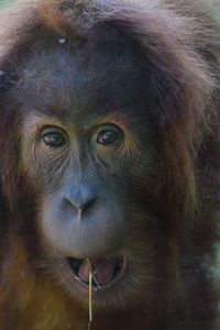 Close-up of monkey