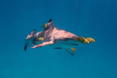 Blacktip reef shark - carcharhinus melanopterus 