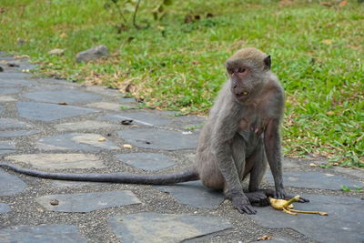 Monkey on ground