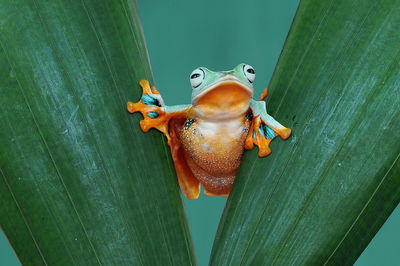 Close-up of frog on leaf