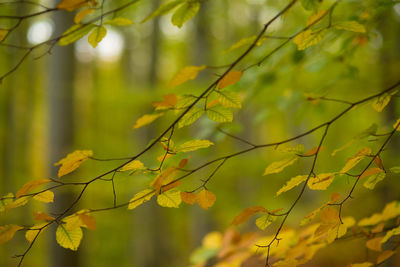 Close-up of yellow leaves on tree branch