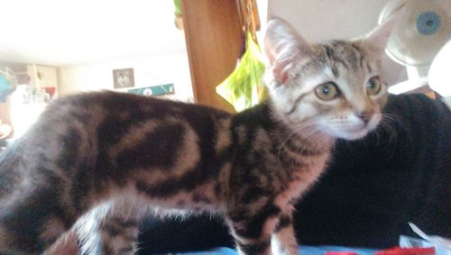 Close-up portrait of a cat