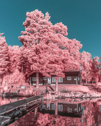 Pink cherry blossom tree against building