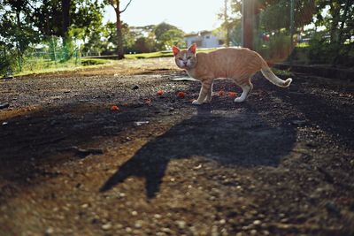 Cat standing in a city