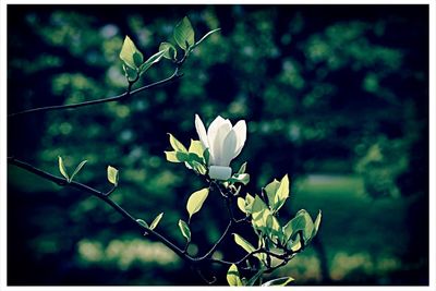 Close-up of white flowers