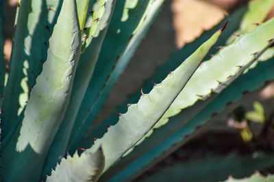 Close-up of succulent plant