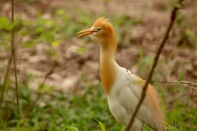 Close-up of a bird looking away