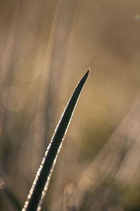 close-up