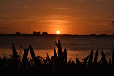 Silhouette plants by sea against sky during sunset