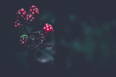 Young and dry blackberries with a green bug