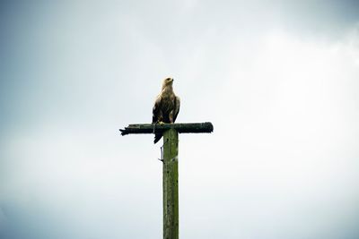 Low angle view of eagle perching on pole against clear sky