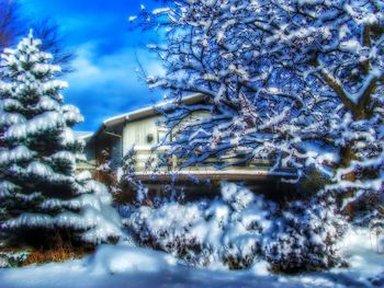 Snow covered trees in winter