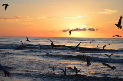 Silhouette birds on beach against sky during sunset