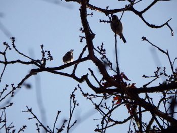 Low angle view of bird perching on bare tree against sky