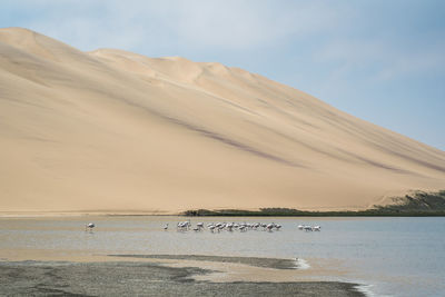 Birds in lake against mountains