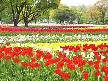 Red tulips in park