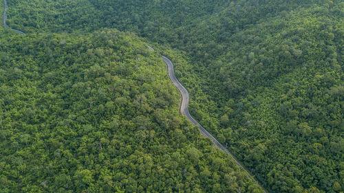 Aerial view of winding road amidst trees in forest