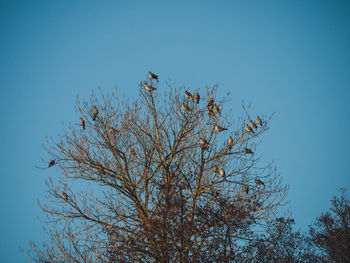 Low angle view of bird perching on tree