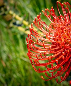 Close-up of red flowering plant on field