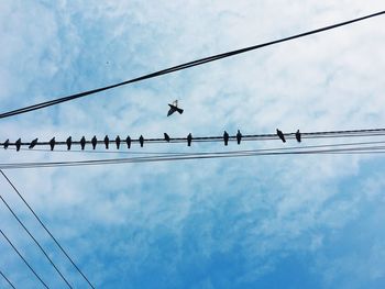 Low angle view of birds perching on cable against sky