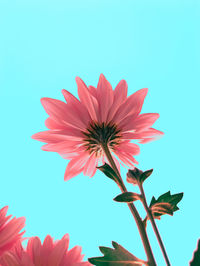 Close-up of pink flower against blue sky