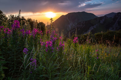 Scenic view of field against sky during sunset