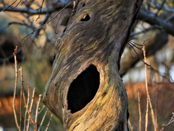 Close-up of lizard on tree trunk