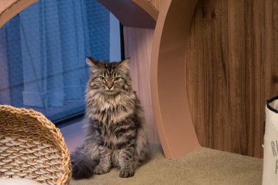 Cat sitting in corridor