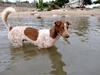Dog running in lake