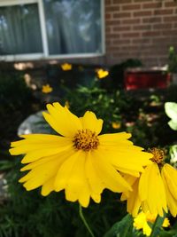 Close-up of yellow flower blooming outdoors