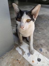 Portrait of cat sitting on floor