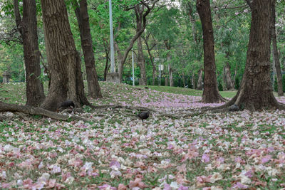 View of flowering trees in forest