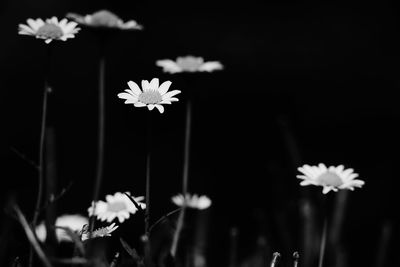 Close-up of flowers over black background