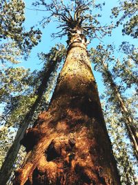 Low angle view of tree against sky