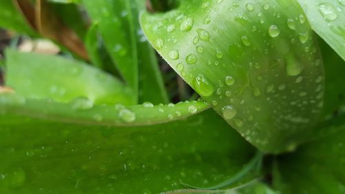 Close-up of raindrops on leaves