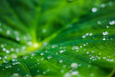 Full frame shot of wet plant