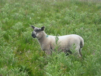 Sheep standing in a field