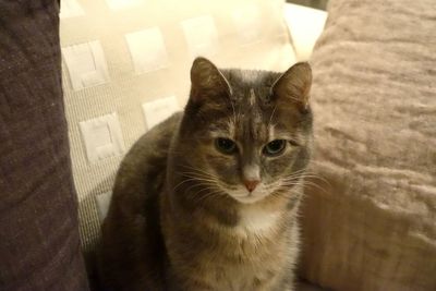 Close-up portrait of cat