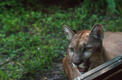 Florida panther puma concolor coryi leans against a window in naples, florida.