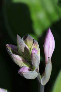 Close-up of purple flowering plant