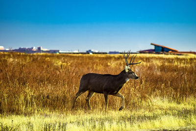 Horse on field against sky