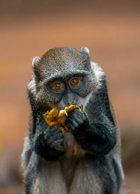 Portrait of owl eating outdoors